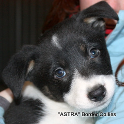 Triclour FEMALE border collie puppy